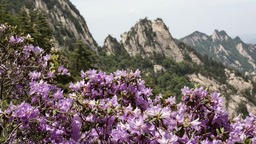 平顶山鲁山：尧山杜鹃花盛开