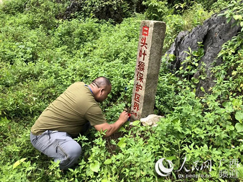 十五年坚守，为了最后的白头叶猴家园