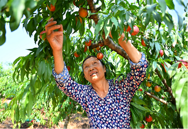 复苏的步伐｜四川仁寿：油桃喜获大丰收 共筑乡村振兴梦_fororder_未标题-2
