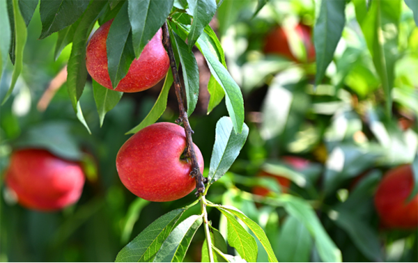 复苏的步伐｜四川仁寿：油桃喜获大丰收 共筑乡村振兴梦_fororder_未标题-1