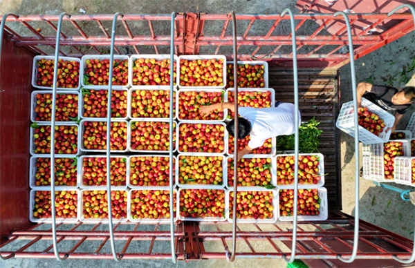 复苏的步伐｜四川仁寿：油桃喜获大丰收 共筑乡村振兴梦_fororder_未标题-7