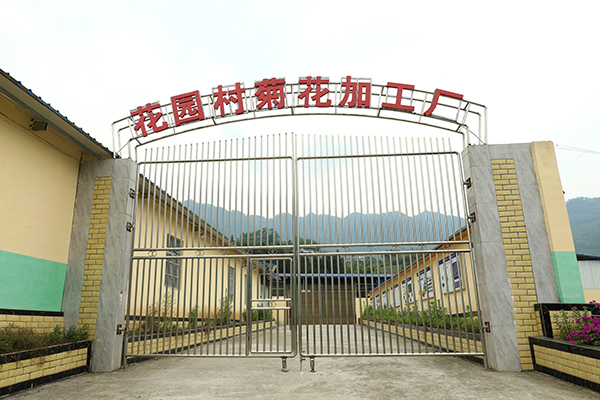 带领村民增收致富 宜宾筠连这位“兵支书”有妙招_fororder_花园村菊花加工厂-供图-筠连县融媒体中心