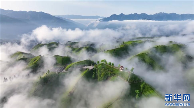 湖北鹤峰：雨后茶园似仙境_fororder_1