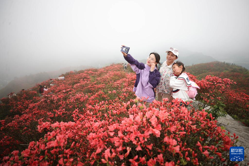 貴州：鵑紅滿山美如畫