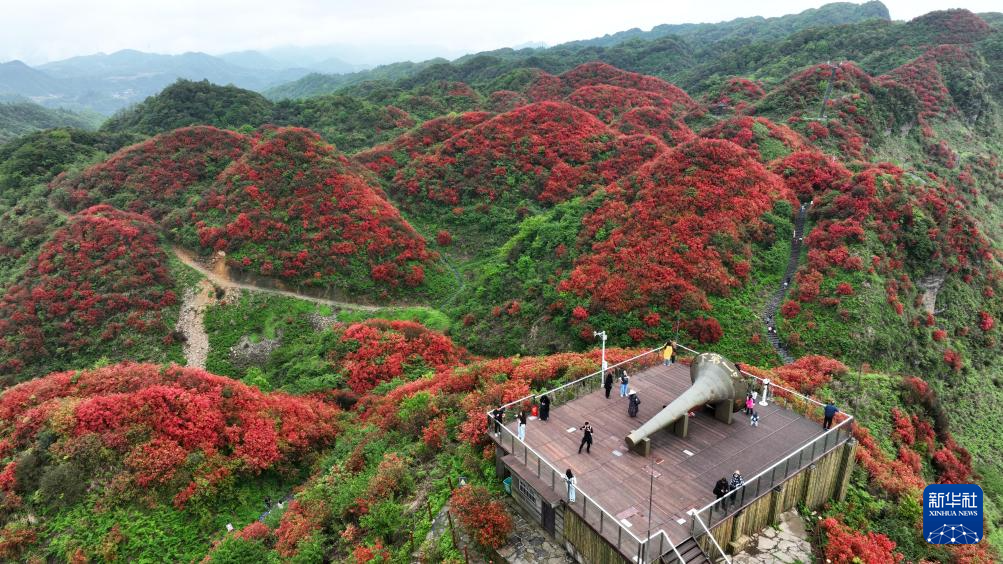 貴州：鵑紅滿山美如畫