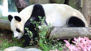  Nanjing, Jiangsu: Giant pandas enjoy the sunshine in early summer