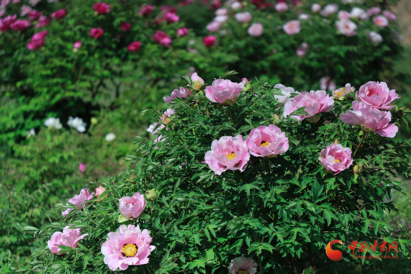 圖片默認標題_fororder_1