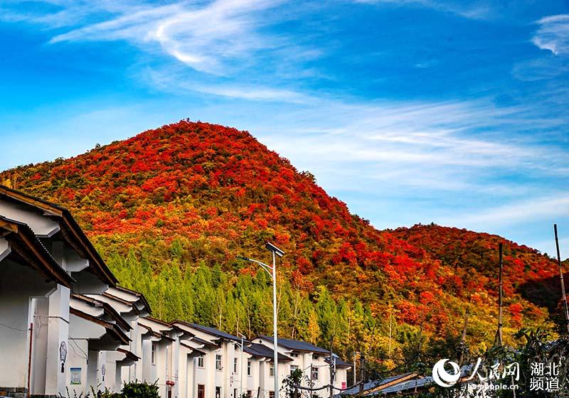 湖北鄖陽：漫山紅葉扮美鄉村