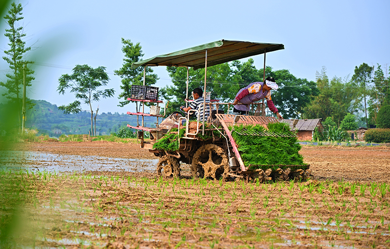 组图｜打造更高水平的“天府粮仓” 眉山仁寿农机插秧忙_fororder_在仁寿县青岗乡瑞云村，村民转运水稻秧苗。-09-(2)