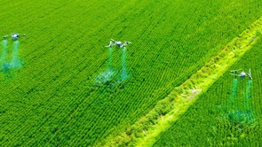 南陽市臥龍區：科學“飛防”助農保豐收
