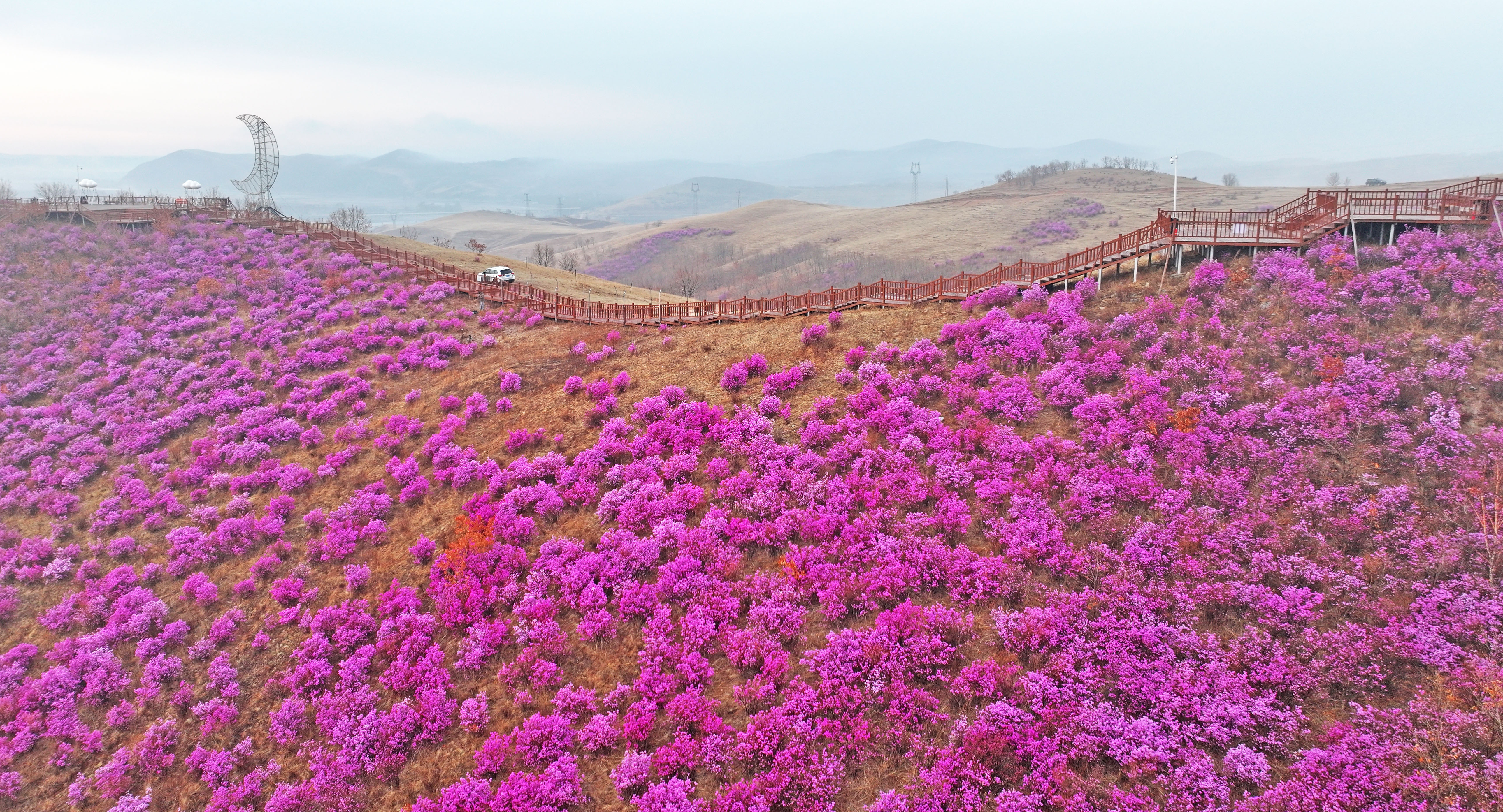 内蒙古扎兰屯：杜鹃赏花季启动_fororder_微信图片_20240425103245