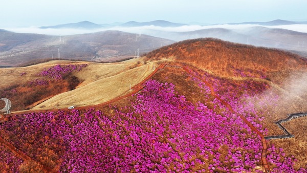  Zhalantun, Inner Mongolia: The azalea flower season starts