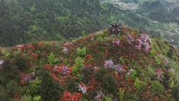 貴州：鵑紅滿山美如畫