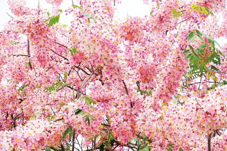 南寧:絨果決明花盛開 春天畫卷添新彩