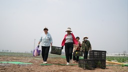 河北邢台：甜叶菊种植助力乡村振兴