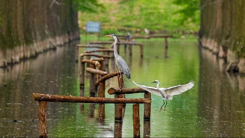 武漢市新洲區：漲渡湖“水上森林”鷺鳥棲息地修復完成