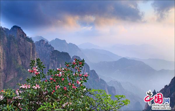 安徽黃山：木蘭杜鵑並相誇 深紅淺白鬥雲霞