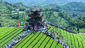  Enshi, Hubei: "Tea Tourism Integration"