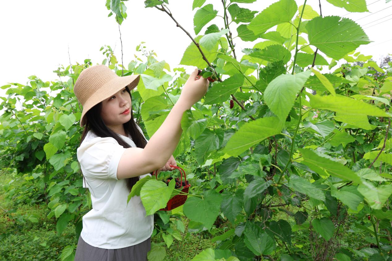 春光“葚”好 湖南衡山桑葚進入最佳採摘季_fororder_圖片4
