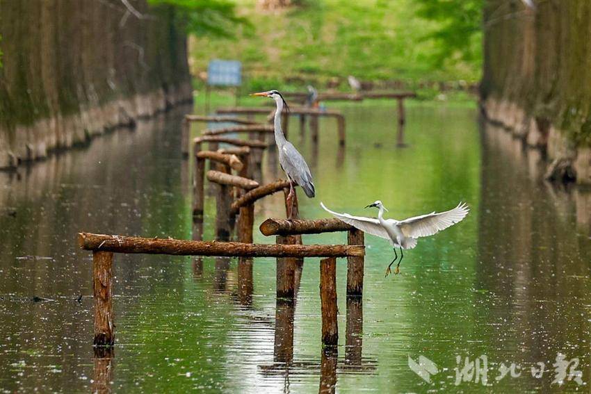 武汉市新洲区：涨渡湖“水上森林”鹭鸟栖息地修复完成
