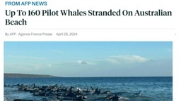 逾百頭領航鯨在澳大利亞海灘擱淺 已有26頭鯨死亡！