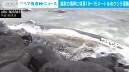 日本海岸漂浮大型鯨魚屍體 長度達10至15米
