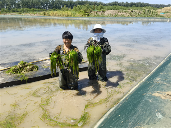 盤活閒置土地 “小水草”推動村集體經濟“大發展”_fororder_微信圖片_20240527095240