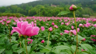 湖南新邵：中药材规模化种植打造乡村振兴新引擎