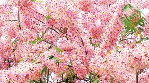 南寧：絨果決明花盛開 春天畫卷添新彩