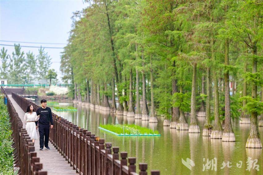 武汉市新洲区：涨渡湖“水上森林”鹭鸟栖息地修复完成