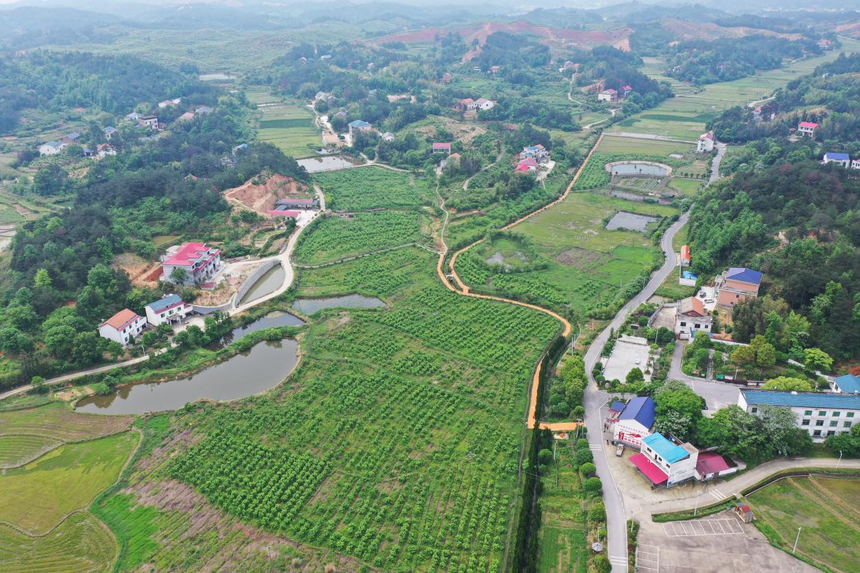 春光“葚”好 湖南衡山桑葚進入最佳採摘季_fororder_圖片1