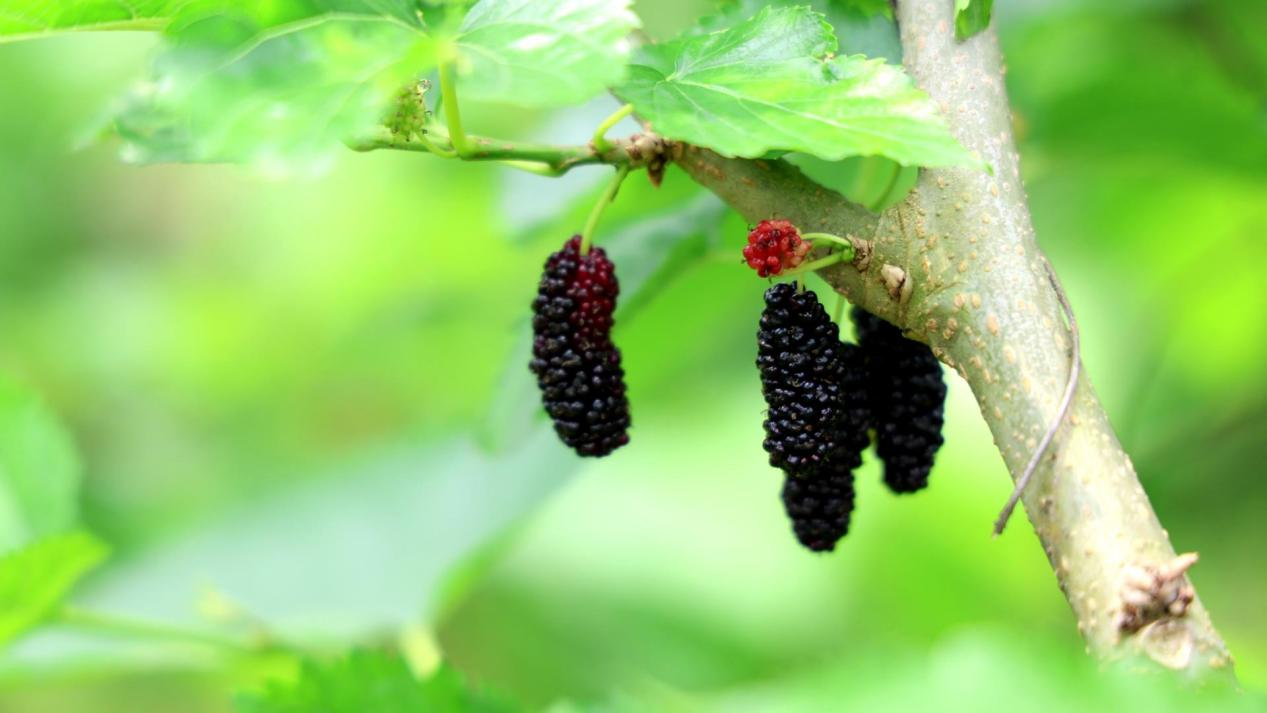 春光“葚”好 湖南衡山桑葚進入最佳採摘季_fororder_圖片3