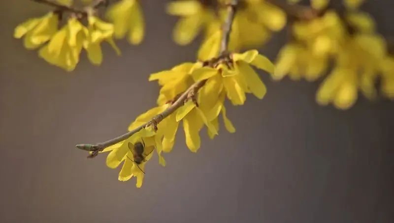 醉龙江丨莫负春光赏花时！这份“赏花指南”请收好