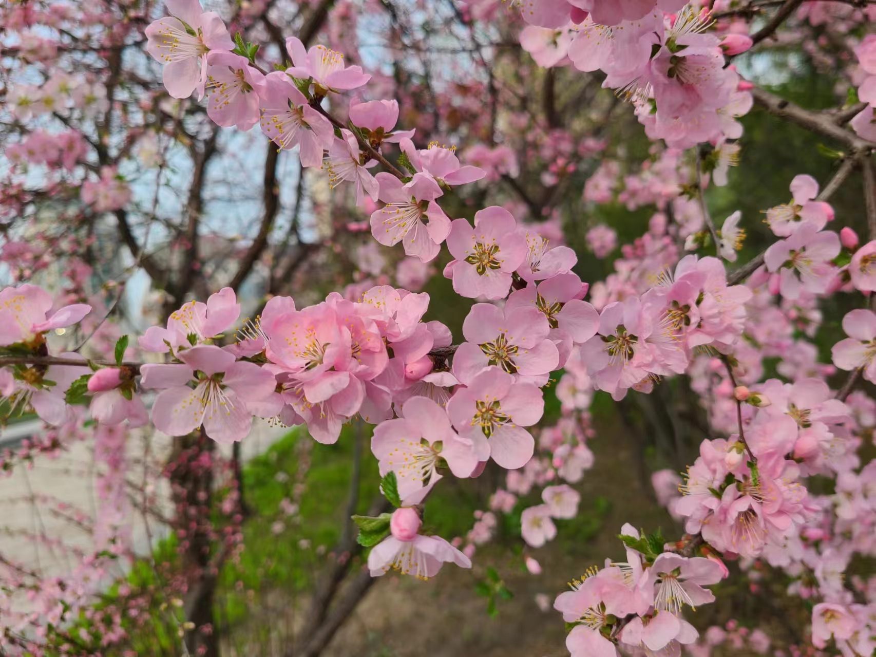 醉龙江丨莫负春光赏花时！这份“赏花指南”请收好