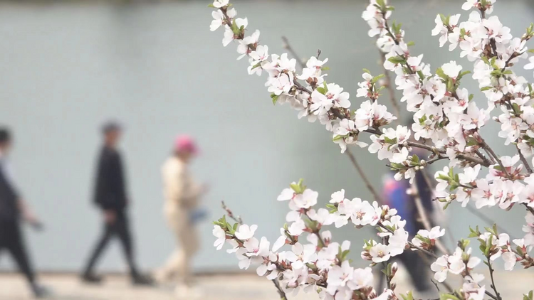 醉龙江丨以花为媒 鸡西着力打造旅游“春”名片_fororder_图片2