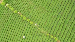 贵州瓮安：大力推进茶产业发展 赋能乡村振兴