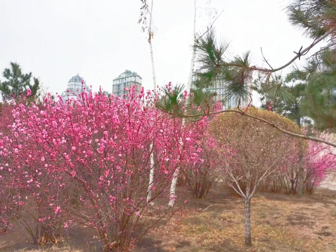 醉龙江丨莫负春光赏花时！这份“赏花指南”请收好