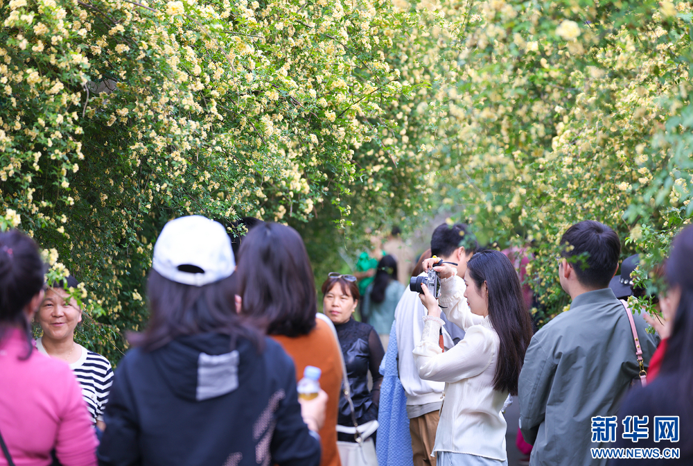 南京江寧黃龍峴：漫步春光裏 鄉村田園景致美_fororder_20240425137ca7d123c2426d8133c44386106090_202404251ed556a6fd3849ce888e46cb5be07a13