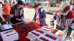 【原創】天水秦州大櫻桃新鮮上市 熱銷全國