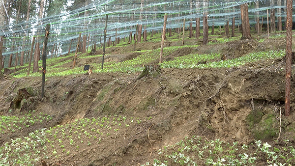 宜宾筠连：种下“苦”药材 开出“致富方”_fororder_丰乐乡种植的中药材-供图-筠连县融媒体中心