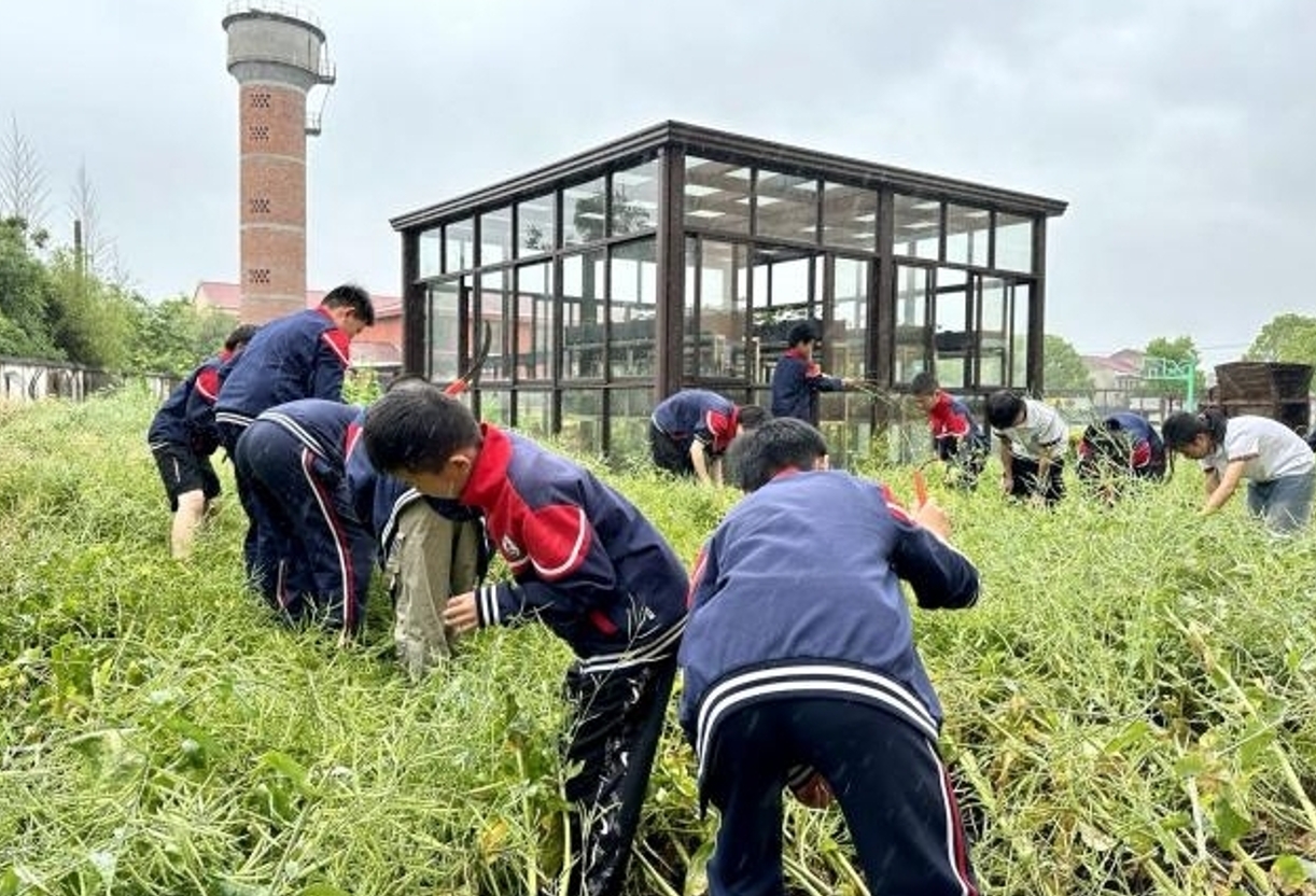 金华市曹宅镇中心小学潘村校区开展“油菜的一生”课后服务综合实践课程_fororder_微信截图_20240529110325