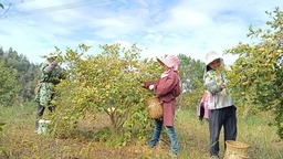 贵州黎平：“油茶籽”鼓起群众的“钱袋子”