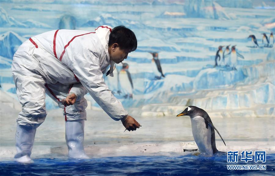 “企鵝情景劇”亮相冰城哈爾濱