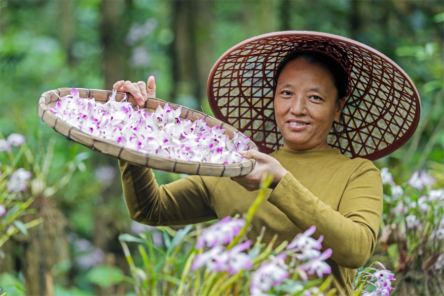 賀州市八步區:石斛花開值“千金”_fororder_圖片2