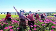  Donggang City: The peony flower blooms, intoxicating fragrance!