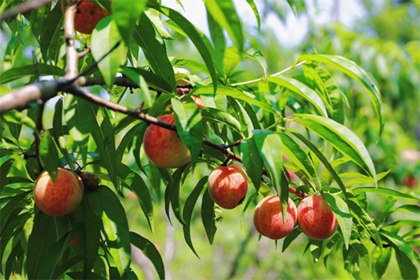桃都,鲜红硕大的桃子和李子挂满枝头,散发出诱人的香气,吸引着游客