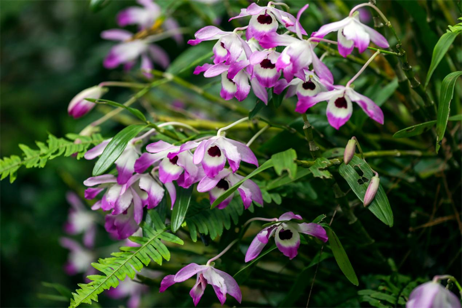 賀州市八步區:石斛花開值“千金”_fororder_圖片4