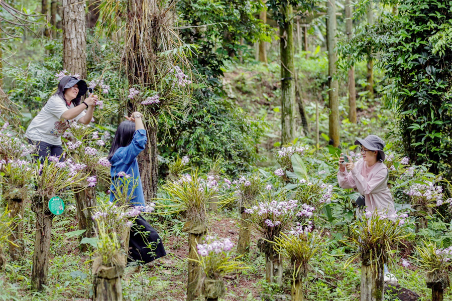 賀州市八步區:石斛花開值“千金”_fororder_圖片7