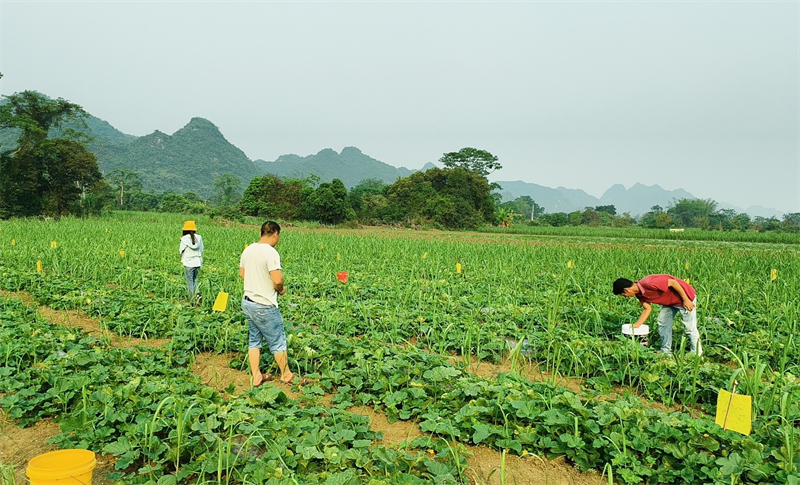 廣西龍州：香瓜上市採摘忙，香甜産業促振興_fororder_圖片3