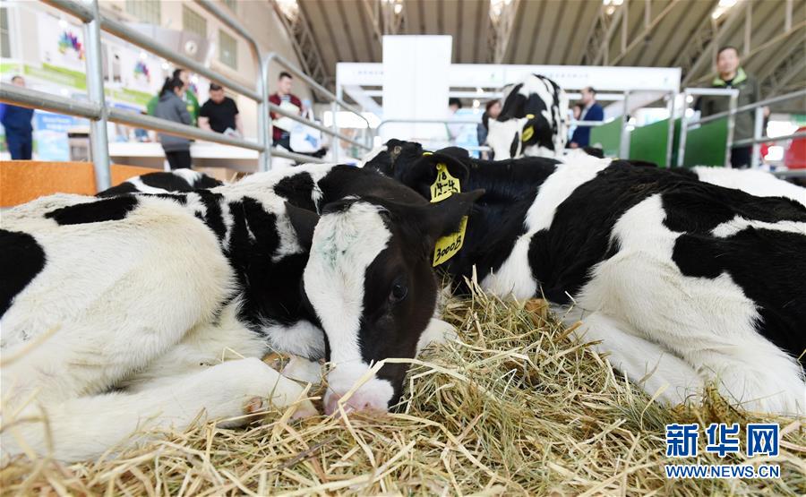 第16屆中國國際奶業展覽會在冰城開幕
